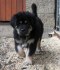 Tibetská doga - štěňata
