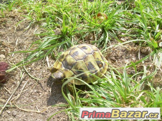 Suchozemská želva - exotický mazlíček
