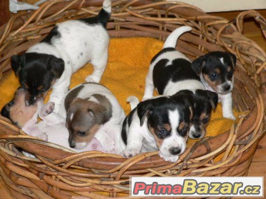 Prodám štěňátka Jack Russell Teriéra