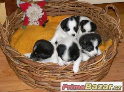 Prodám křížence Jack Russell T a bílého Německého Špice