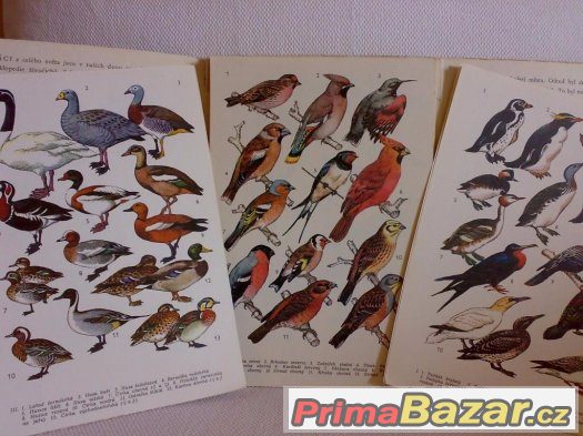 Ptáci,A.Pospíšil-barevné kresby ptáků