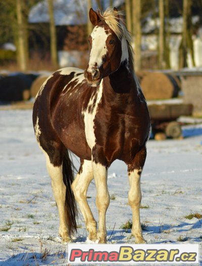 Připouštění homozygotním hřebcem APH