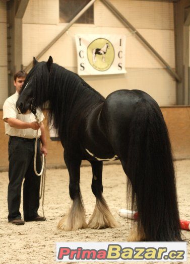 Připouštění Irský cob / tinker