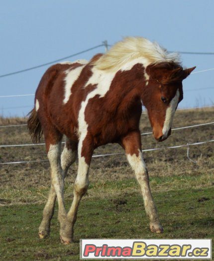 Klisnička APH