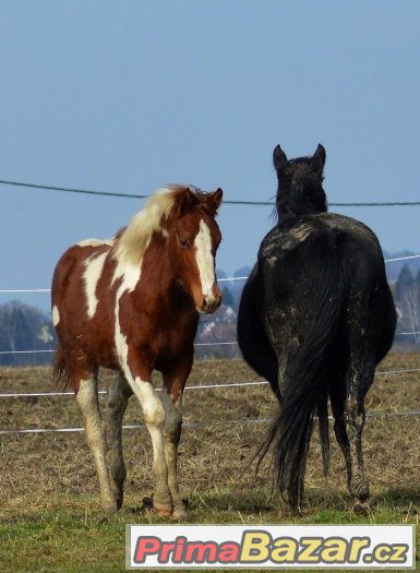 Klisnička APH