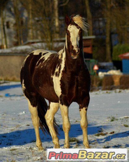 Připouštění homozygotním hřebcem APH