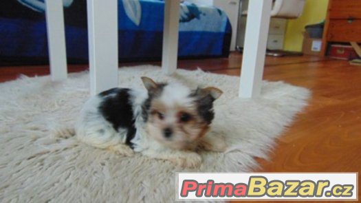 Biewer yorkshire terrier - fenečka s PP