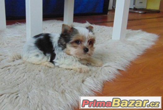 Biewer yorkshire terrier - fenečka s PP Biewer yorkshire terrier - fenečka s PP
