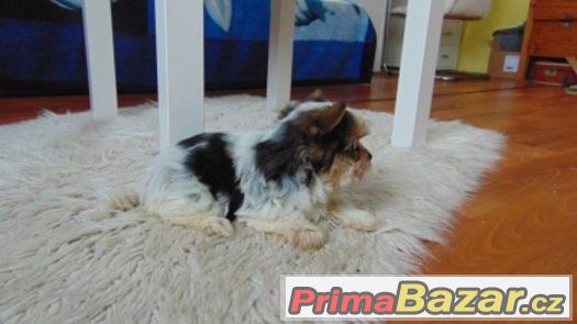 Biewer yorkshire terrier - fenečka s PP