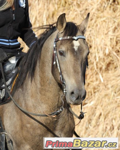 Připouštění importovaným hřebcem AQH - MITO POKE - buckskin