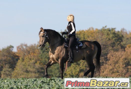 Připouštění importovaným hřebcem AQH - MITO POKE - buckskin