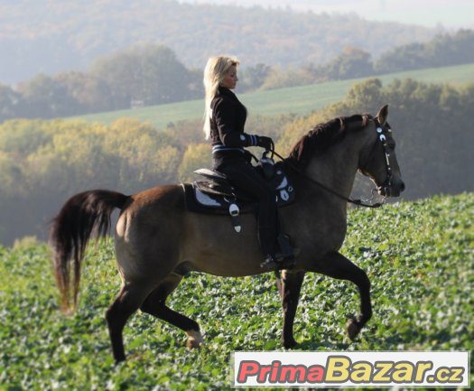 Připouštění importovaným hřebcem AQH - MITO POKE - buckskin