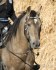 Připouštění importovaným hřebcem AQH - MITO POKE - buckskin