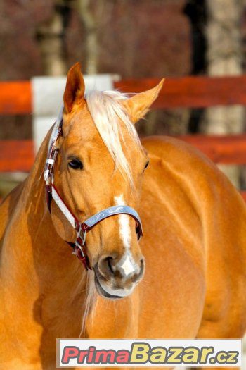 Připouštění nádherným plemenným hřebcem AQH - palomino