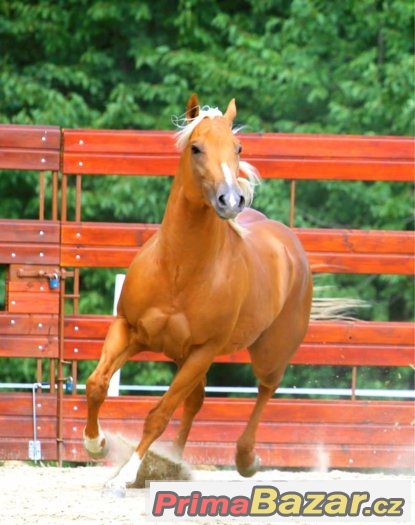 Připouštění nádherným plemenným hřebcem AQH - palomino