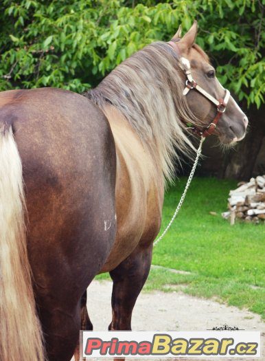 Připouštení Quarter Horse hřebcem A JAC O RIMA