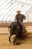 Připouštení Quarter Horse hřebcem A JAC O RIMA