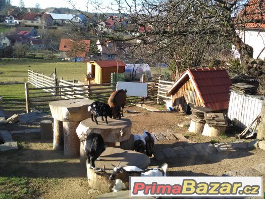 Holandské zakrslé kozyčky snizuji stav Holandské zakrslé kozyčky snizuji stav