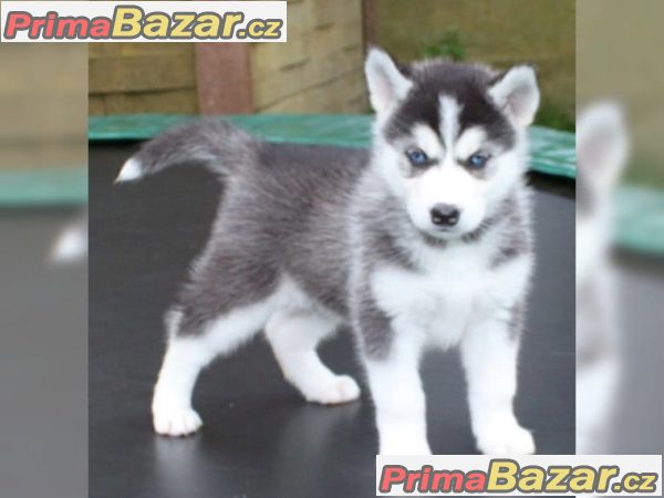 štěňata očkovaná sibiřský husky na prodej štěňata očkovaná sibiřský husky na prodej
