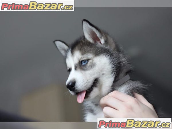 štěňata očkovaná sibiřský husky na prodej štěňata očkovaná sibiřský husky na prodej
