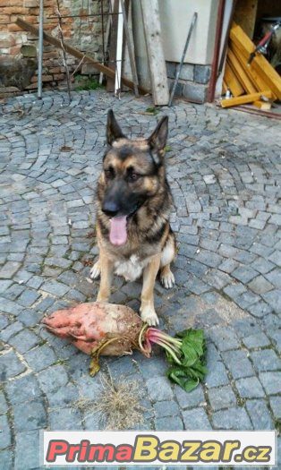 Nabízím psa NO ke krytí Nabízím psa NO ke krytí