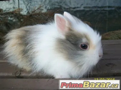 Sameček, lvíček... již k odběru ♥♥♥