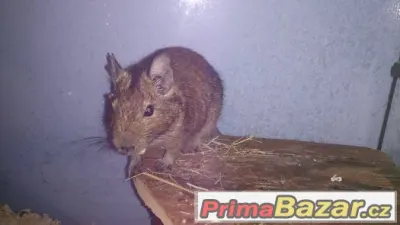 Daruji osmáka degu