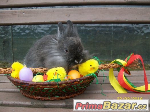 Zakrslí králíčci a beránci- odběr klidně na Velikonoce ♥ ♥ ♥