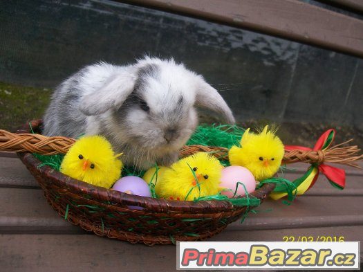 Zakrslí králíčci a beránci- odběr klidně na Velikonoce ♥ ♥ ♥