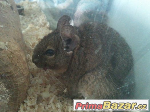 Osmak degu