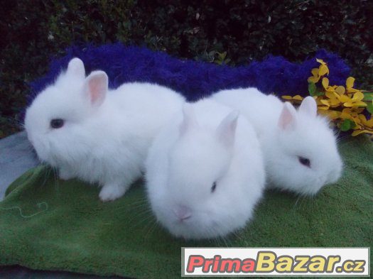 Maličcí zakrslý králíčci