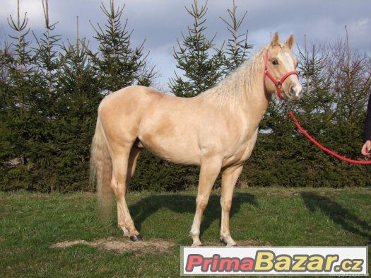 Připouštění Quarter horse hřebcem - zaváděcí cena