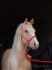 Připouštění Quarter horse hřebcem - zaváděcí cena