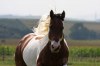Levné připouštění hřebcem PAINT HORSE