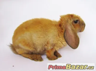 Zakrslý králíček rex beránek s VP - SAMICE