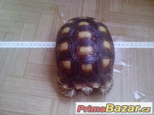 Centrochelys (Geochelone) sulcata