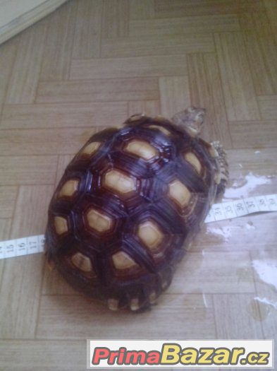 Centrochelys (Geochelone) sulcata