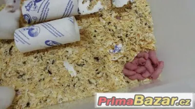 NABÍZÍM ZDROJ MYŠÍCH HOLÁTEK ČESKÉ BUDĚJOVICE