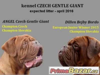 Bordeauxská doga - rezervace štěňat