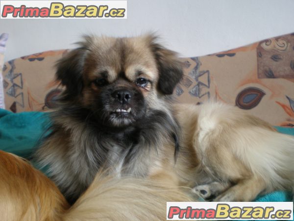 Tibetský španěl Tibetský španěl