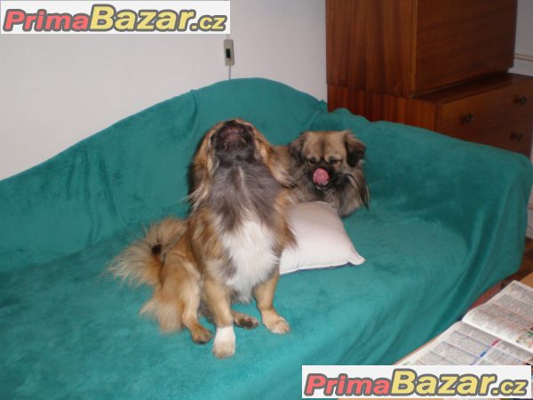 Tibetský španěl Tibetský španěl