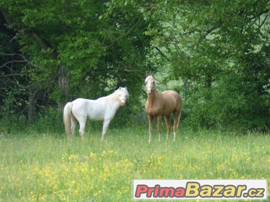 práce , dlouhodobá brigáda u koní -  Kroměřížsko