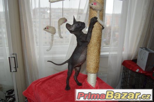 Kote Don Sphynx na prodej Kote Don Sphynx na prodej