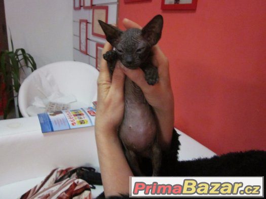 Kote Don Sphynx na prodej Kote Don Sphynx na prodej
