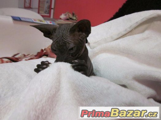 Kote Don Sphynx na prodej Kote Don Sphynx na prodej