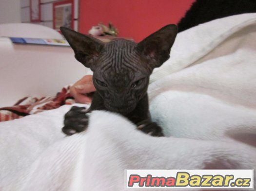 Kote Don Sphynx na prodej Kote Don Sphynx na prodej