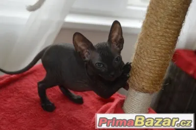 Kote Don Sphynx na prodej