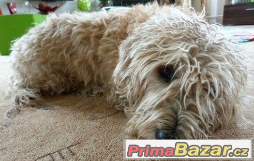 IRISH GLEN OF IMAAL TERRIER - krytí IRISH GLEN OF IMAAL TERRIER - krytí