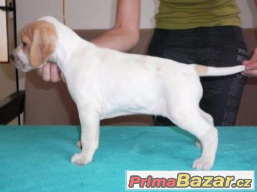 Pointer Pointer