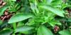 stevia